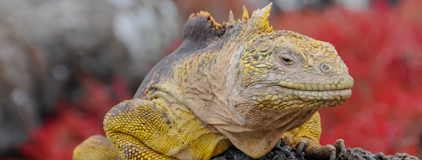 ecuador
